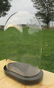 Vintage oval Glass Globe Dome Bell Cloche Display Pressed Taxidermy Steampunk