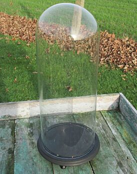 Antique Victorian Round Hand Blown Glass Globe Dome Taxidermy Steam punk 19.69"