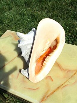 Large Conch Seashell Shell Nautical Sea Real 8.66"