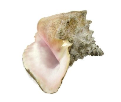 Large Conch Seashell Shell Nautical Sea Beach Ocean Natural Decoration