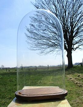 L Antique Victorian Oval Hand Blown Glass Globe Dome Taxidermy Steampunk 18.9"