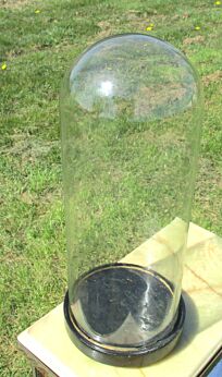 Antique Round Hand Blown Glass Globe Dome Taxidermy Steampunk Display 19.69"