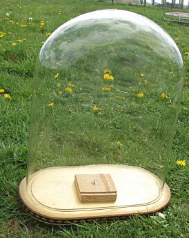 Antique Oval Hand Blown Glass Globe Dome Display Mantel Clock Steampunk 15.35"